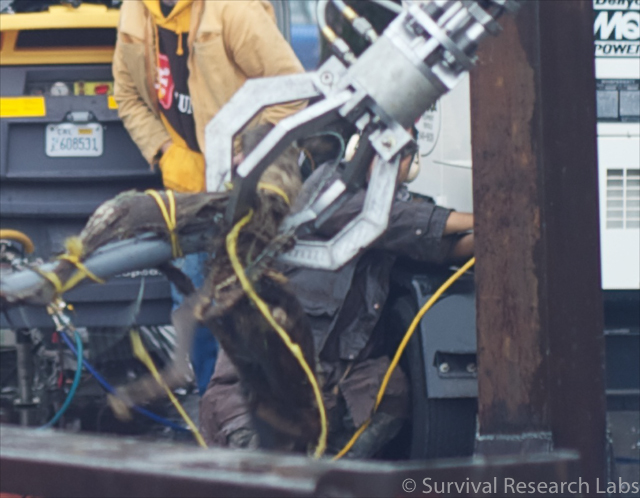 Spine Robot grabs a coyote